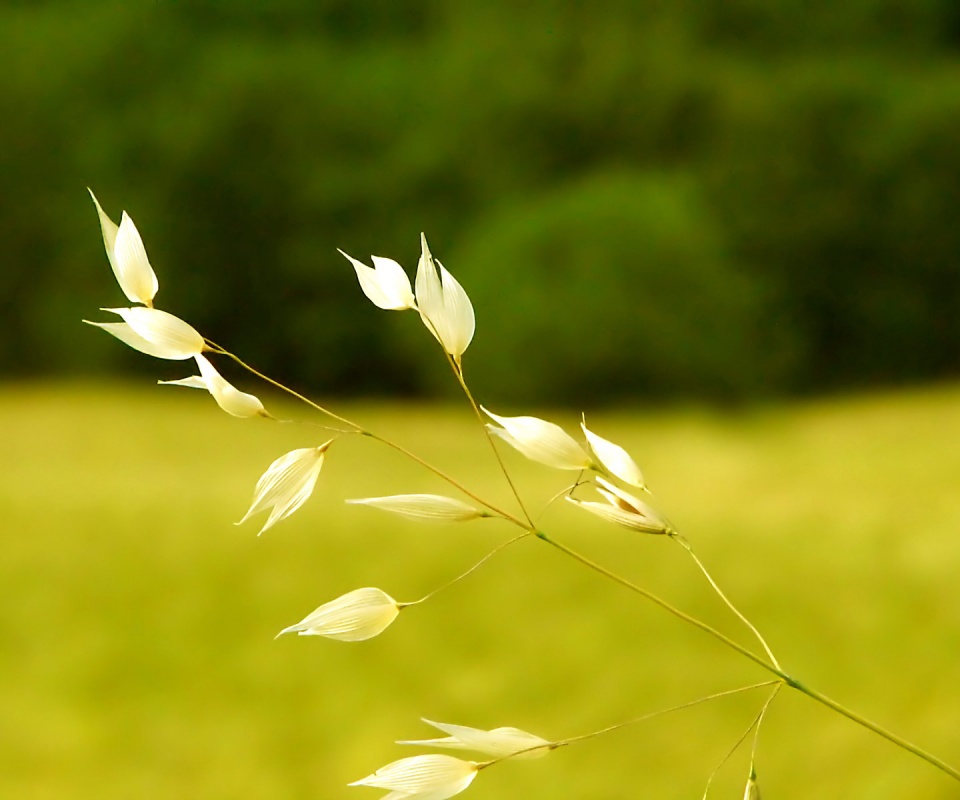 Белые полевые цветочки обои