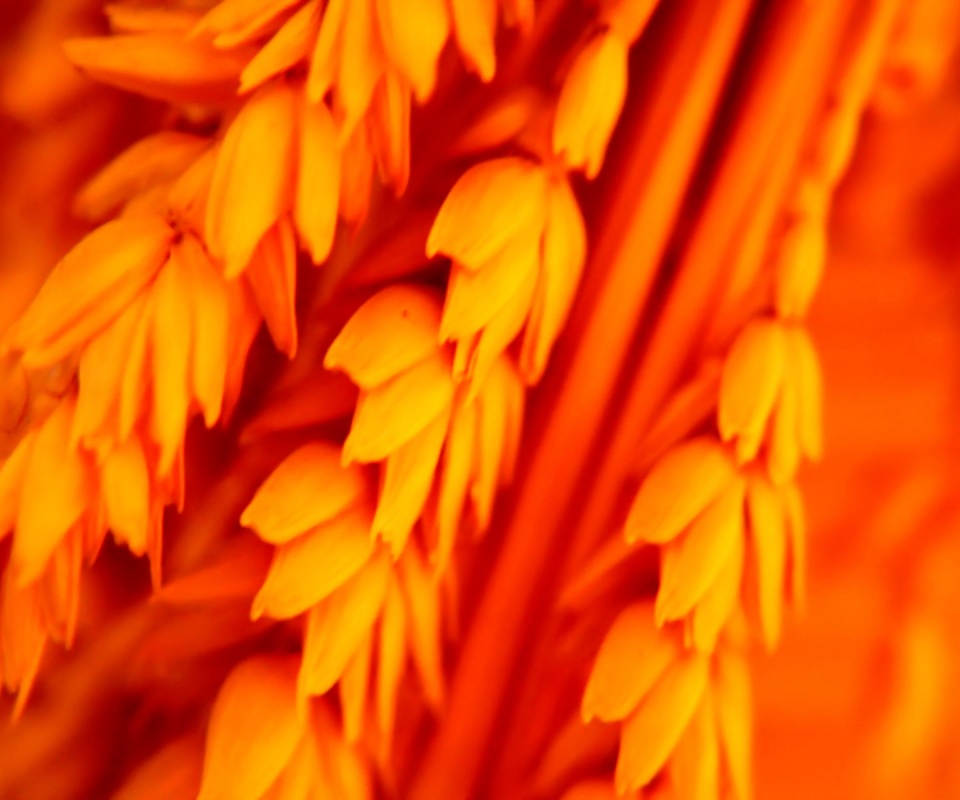 Оранжевое соцветие обои