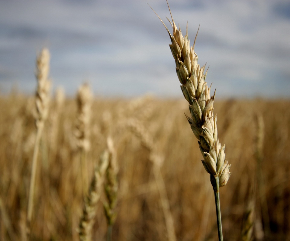 Колосок обои