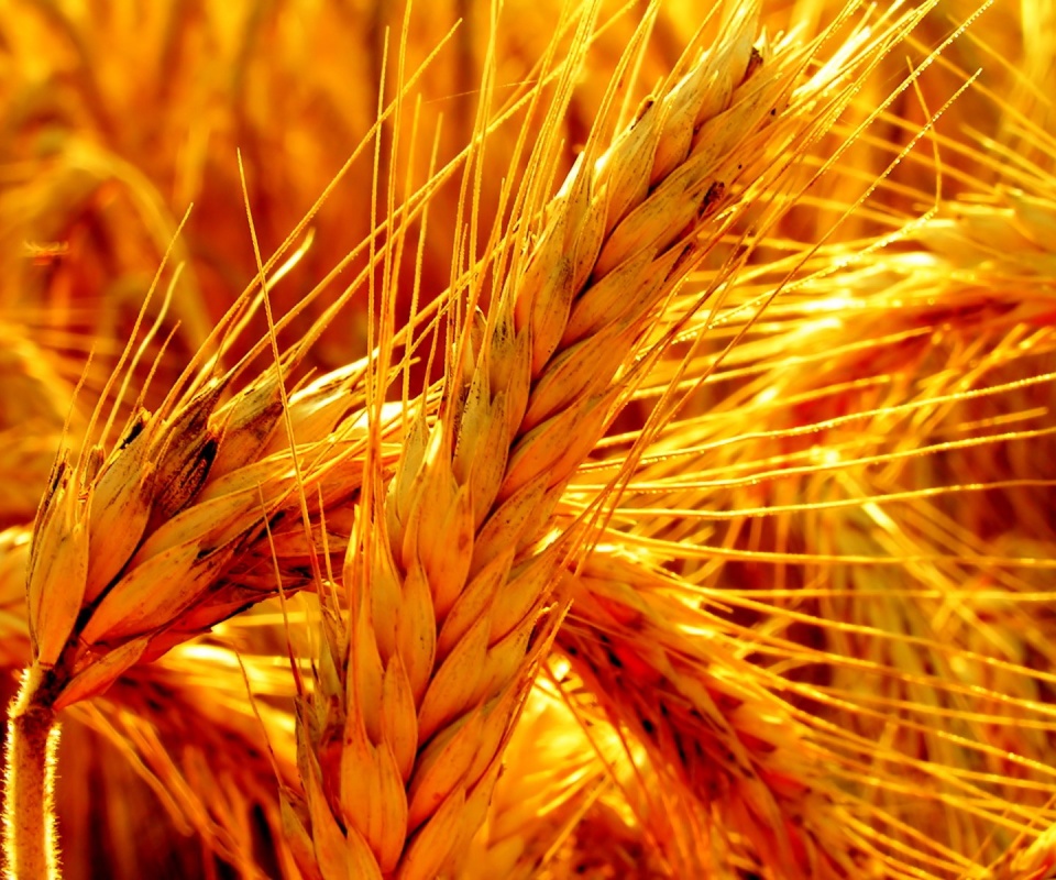 Зреющий колос обои