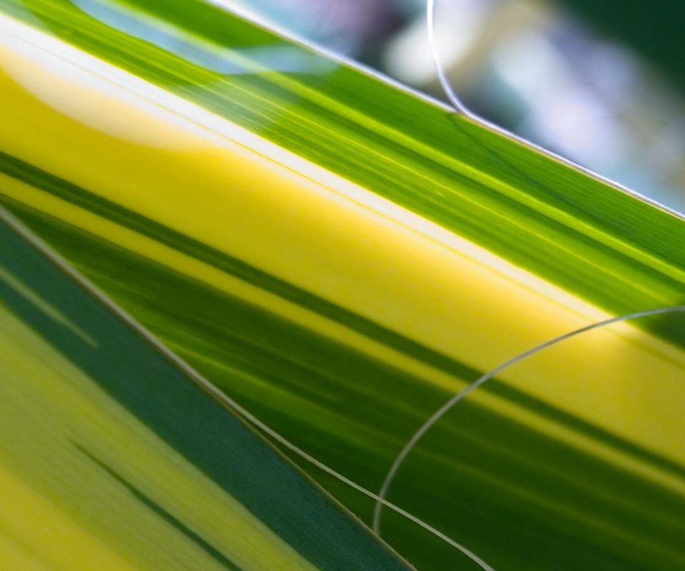 Желто-зеленые травинки обои