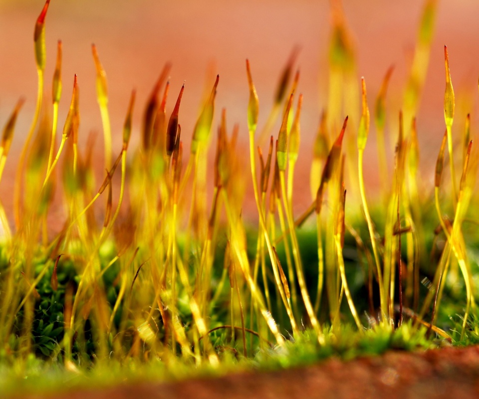 Тонкие ростки обои