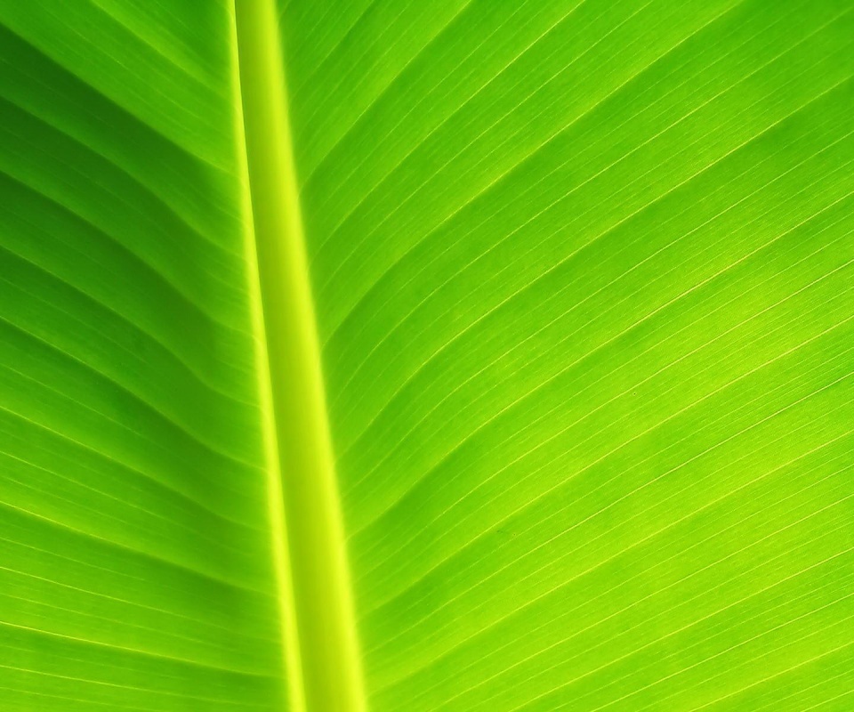 Желтый черенок листа обои