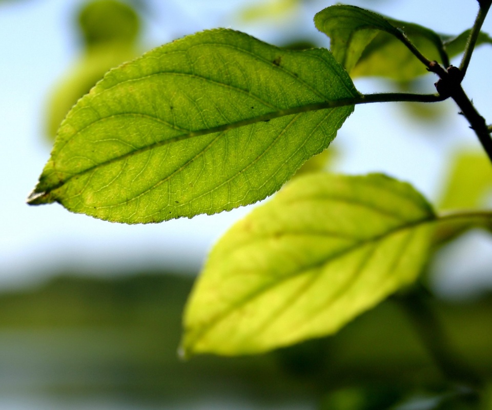 Три листа обои