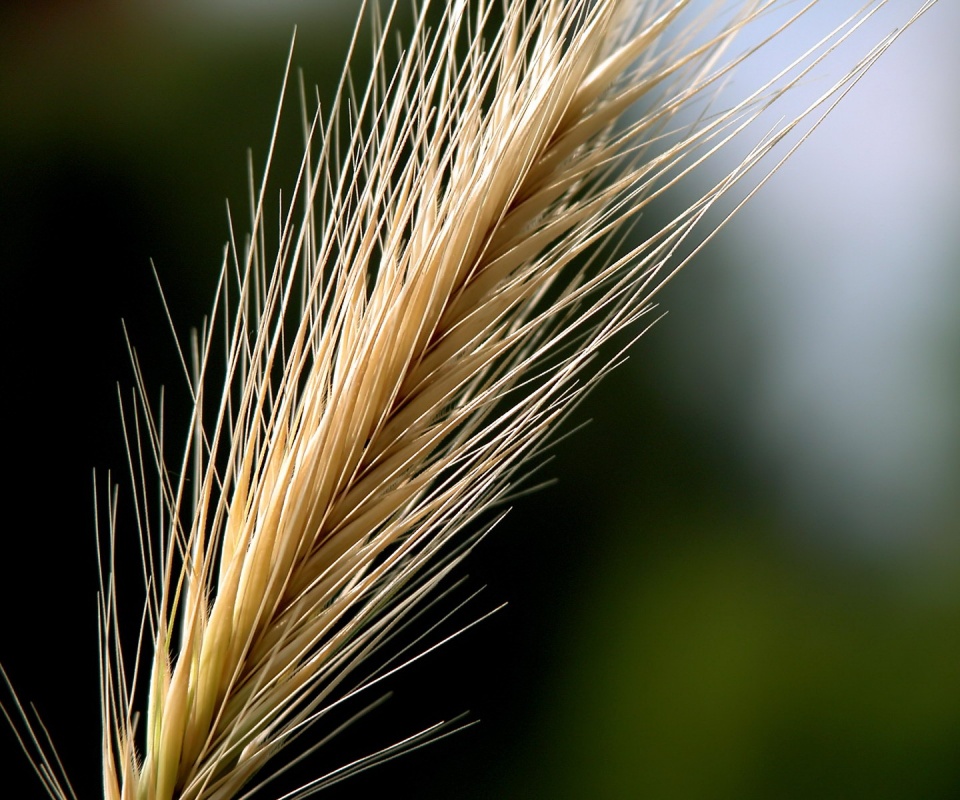 Колючая травинка обои
