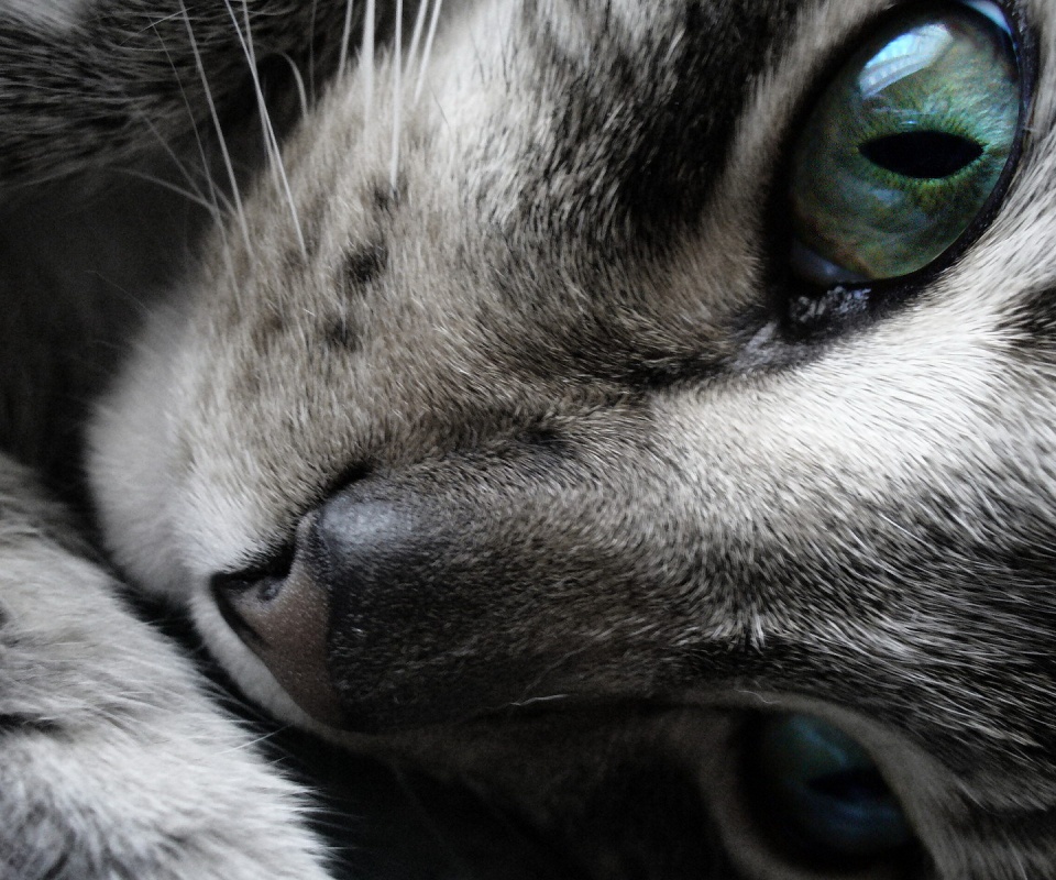 Мордашка кота крупным планом обои