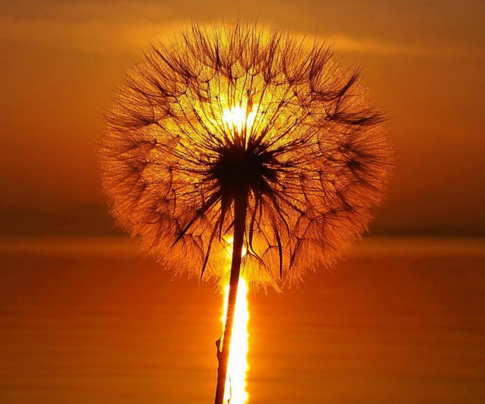 Одуванчик на закател обои