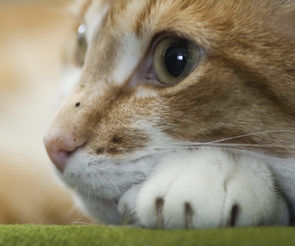 Мордочка на лапаках обои