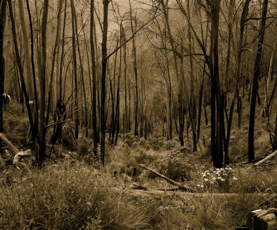 Мрачная чаща обои