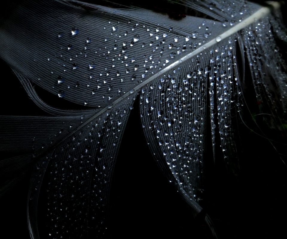 Капли на черном пере обои