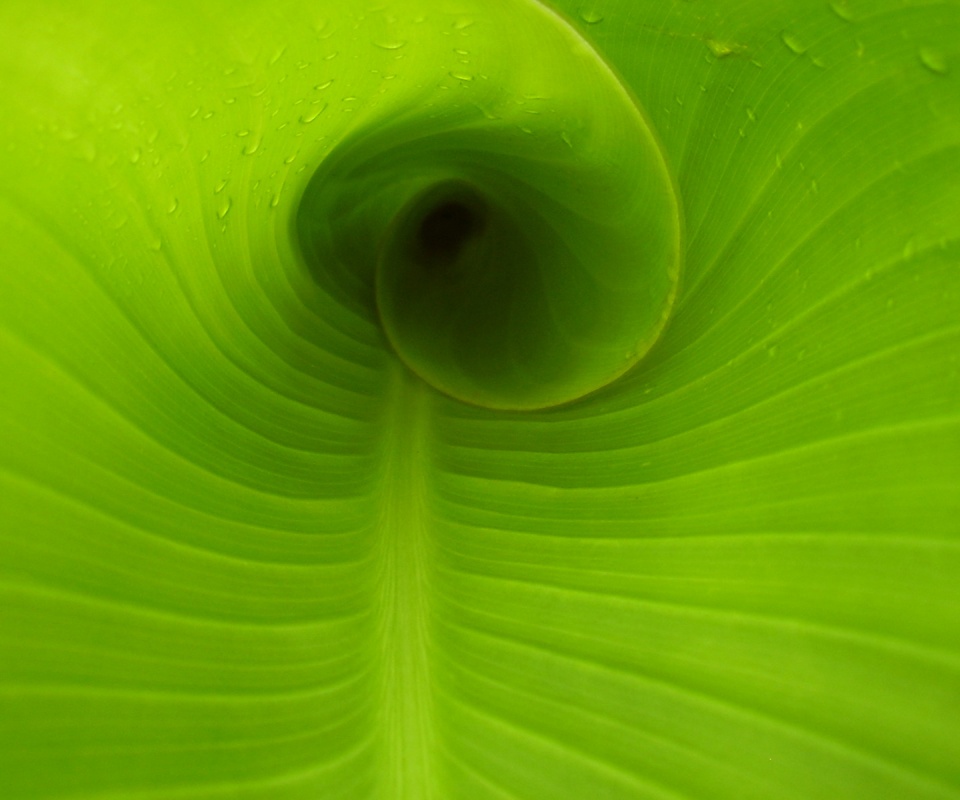 Свернутый в трубочку лист обои