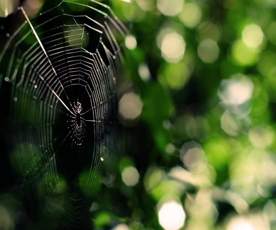 Круглая паутина обои