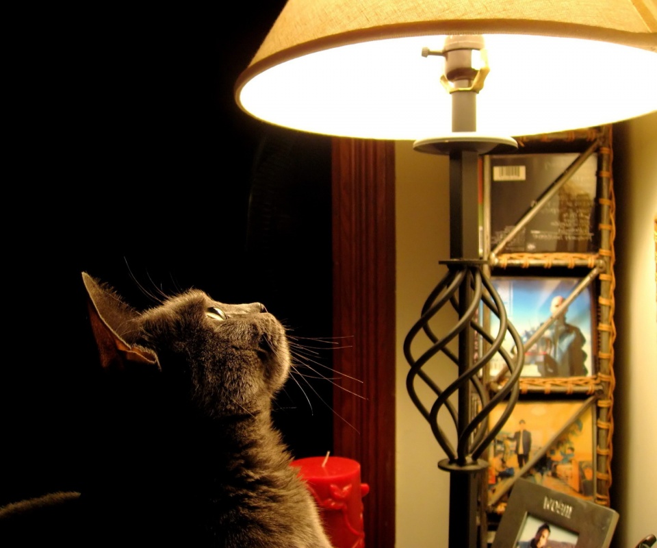 Кот смотрит под торшер обои
