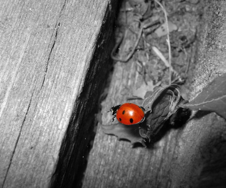 Божья коровка обои