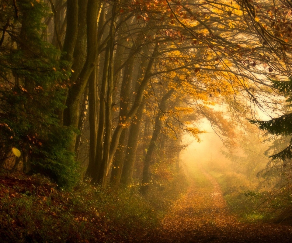 Дорожка заваленная листьями обои