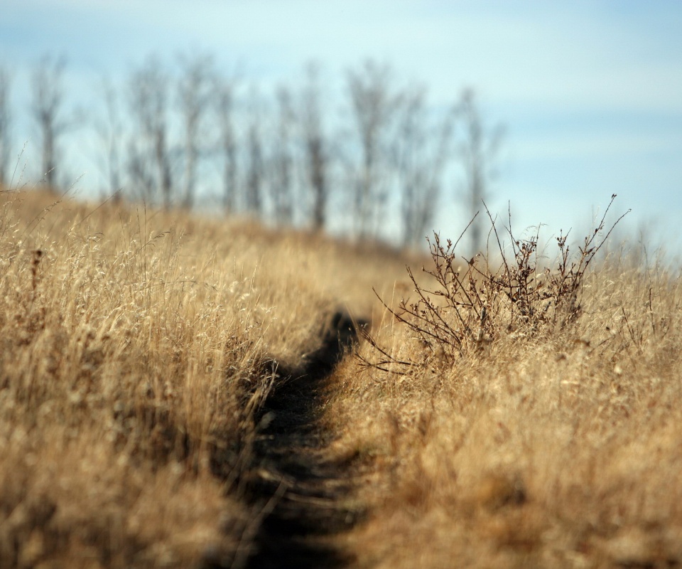 Тропинка в поле обои