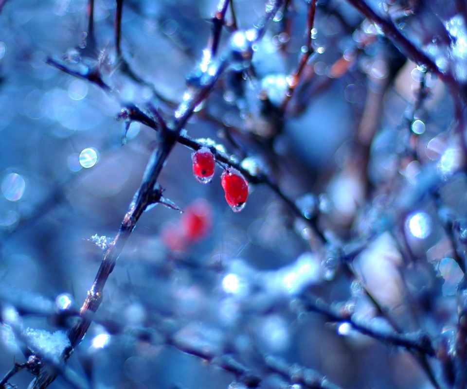 Замерзшие ягоды обои