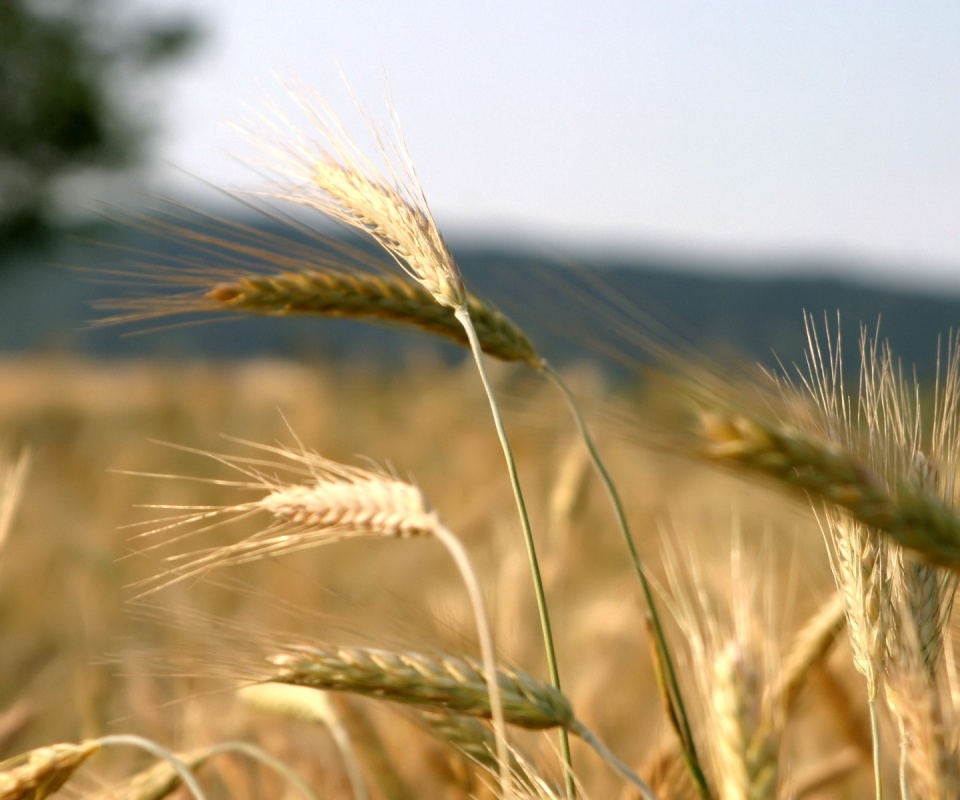 Колоски на ветру обои