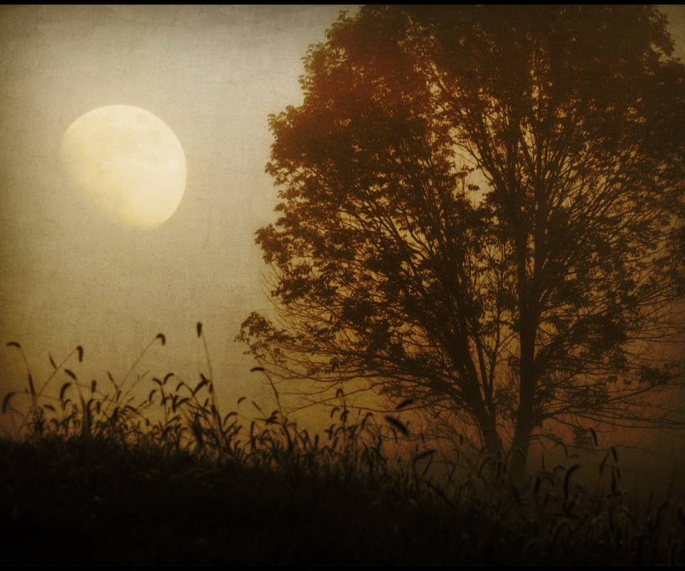 Дерево ночью обои