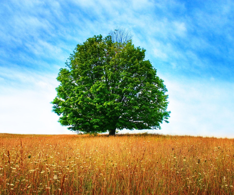 Зеленое дерево в желтом поле обои