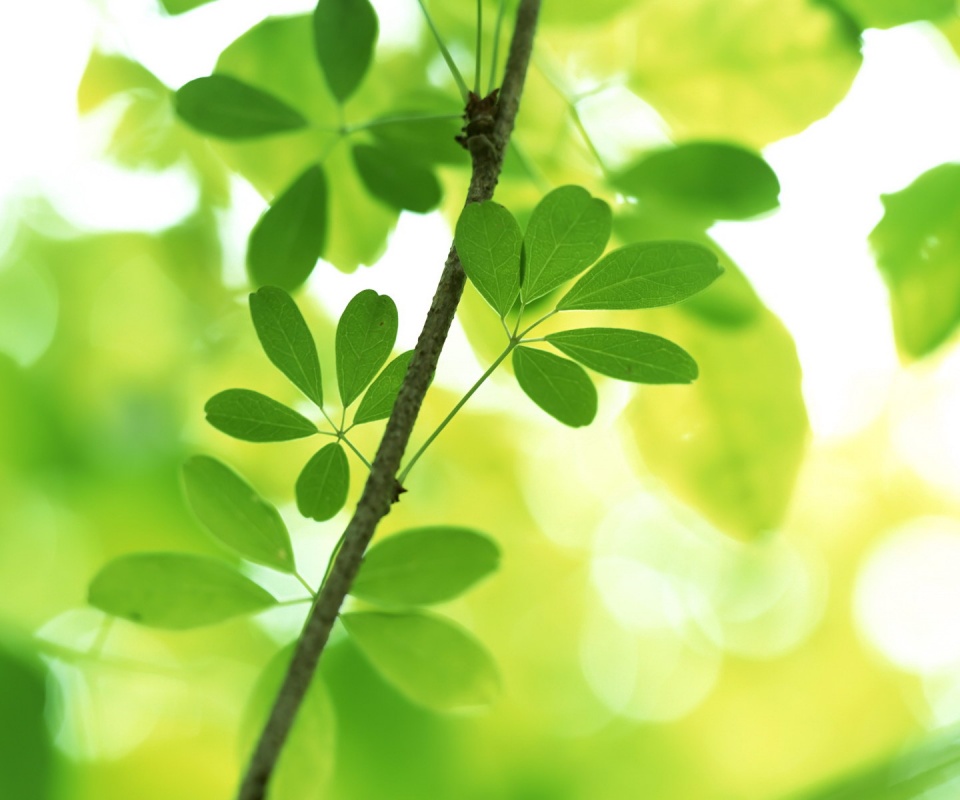 Листики на ветке обои