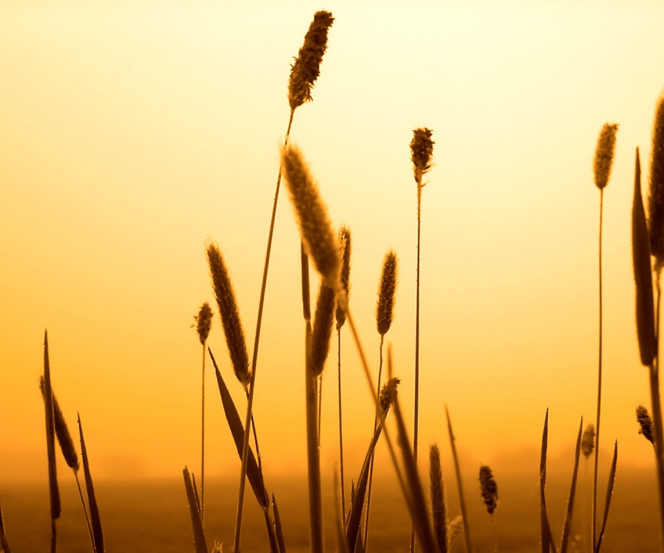 Травинки на закате обои
