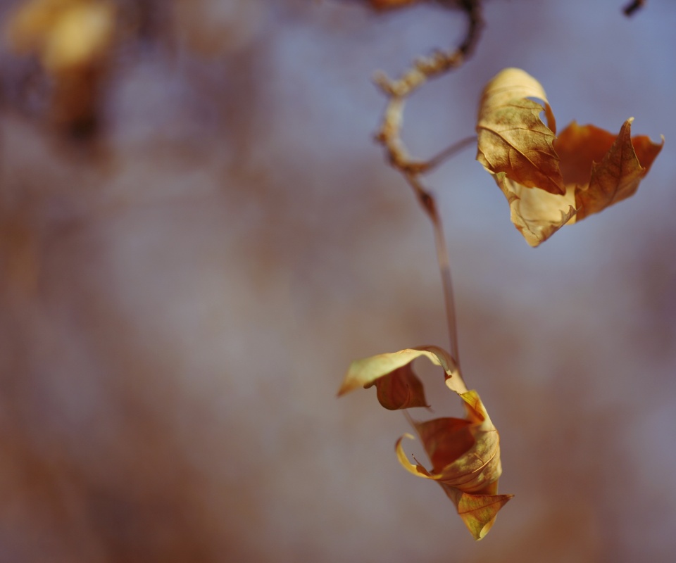 Увядшие листья обои