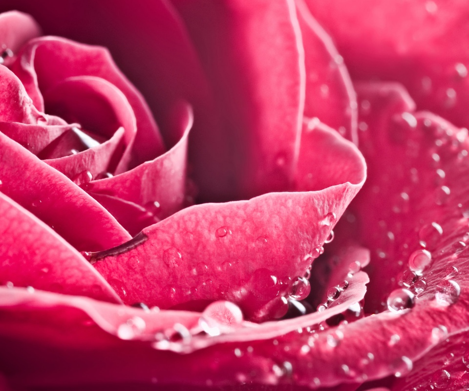 Капли на бутоне розы обои