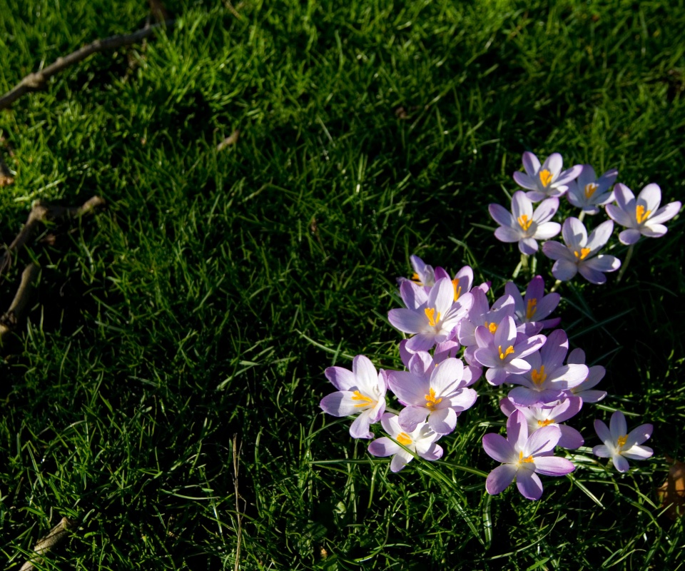 Фиалки на траве обои