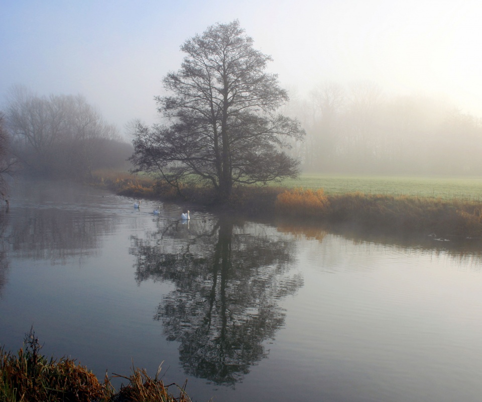 Дерево в тумане обои