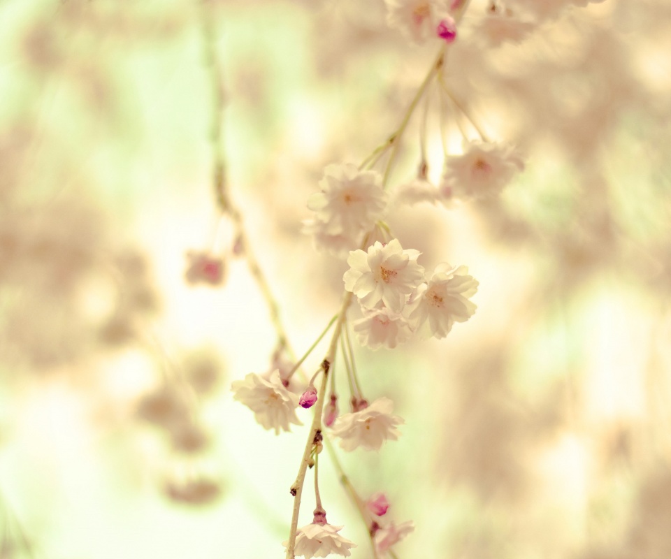 Нежные цветы обои