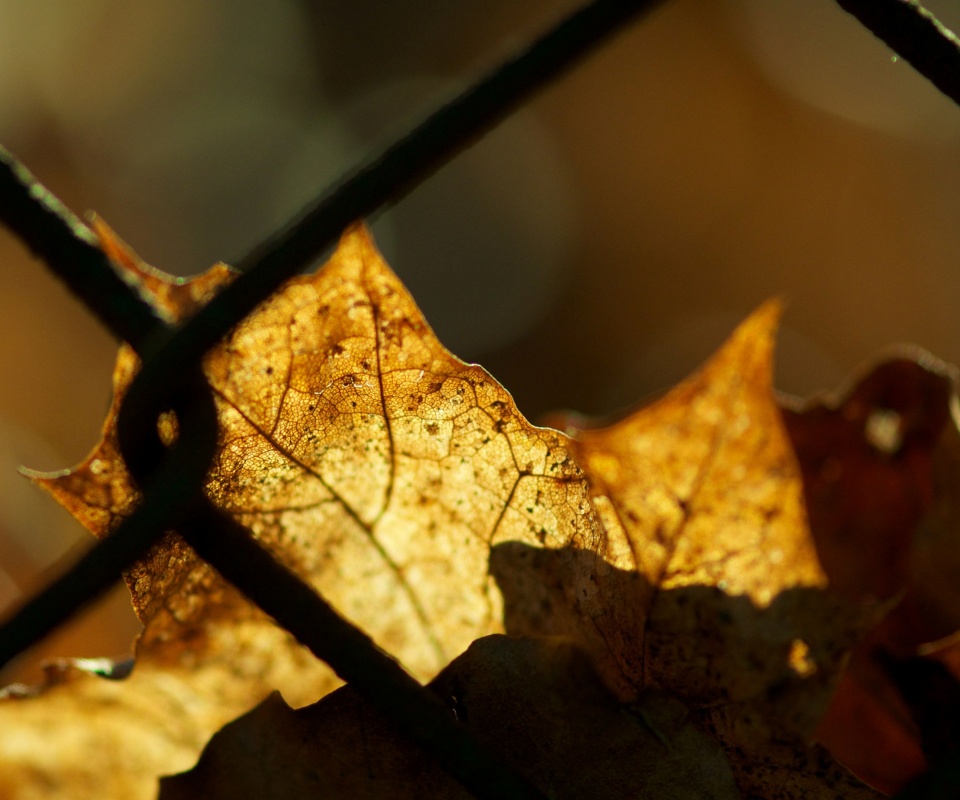 Осенний лист на забором обои