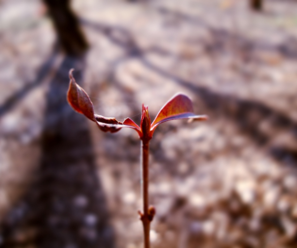 Красный росток обои