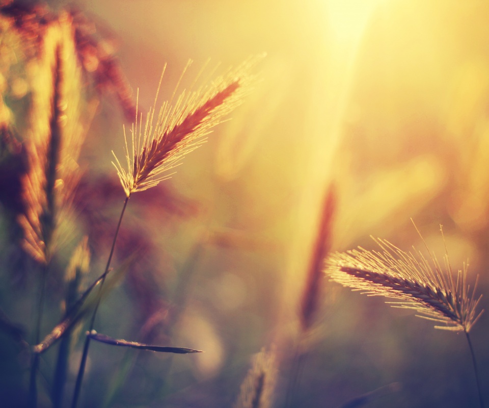 Травинки на солнце обои