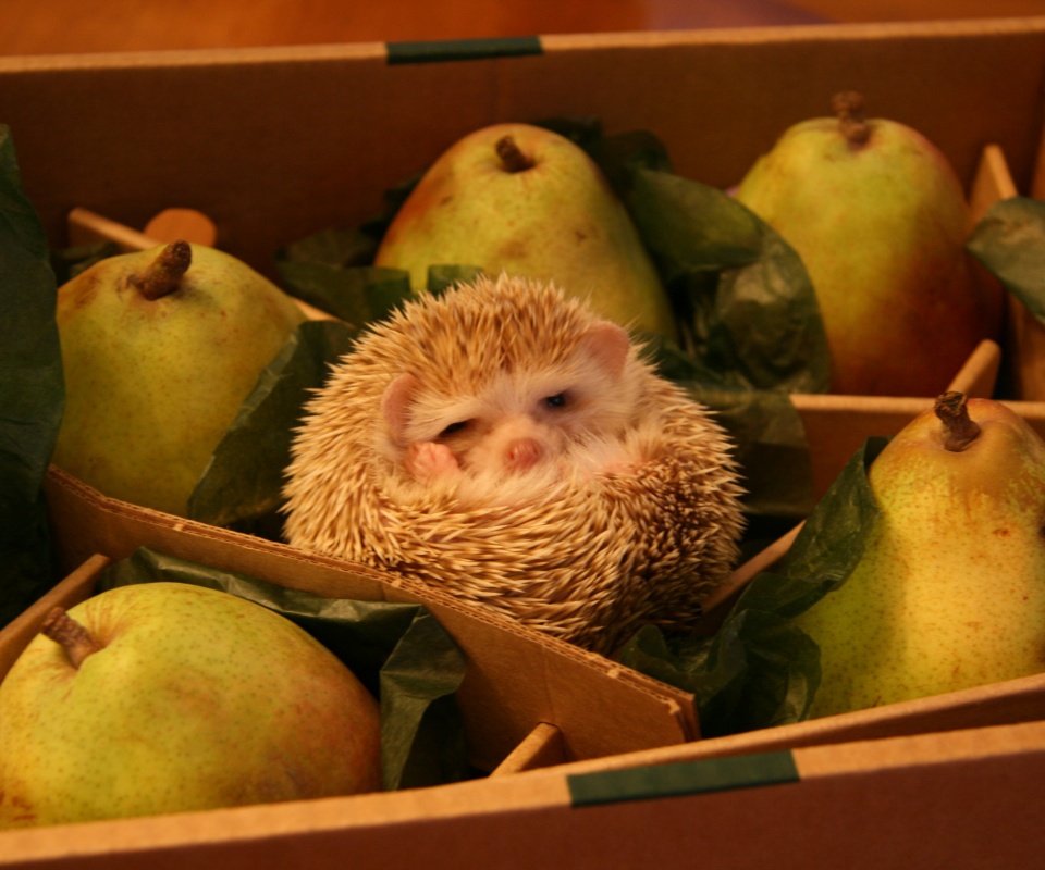 Ёжик в грушах обои