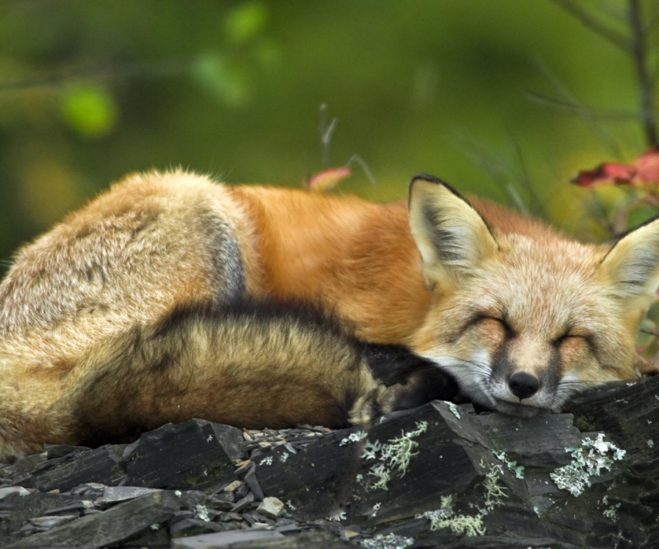Спящая лиса обои