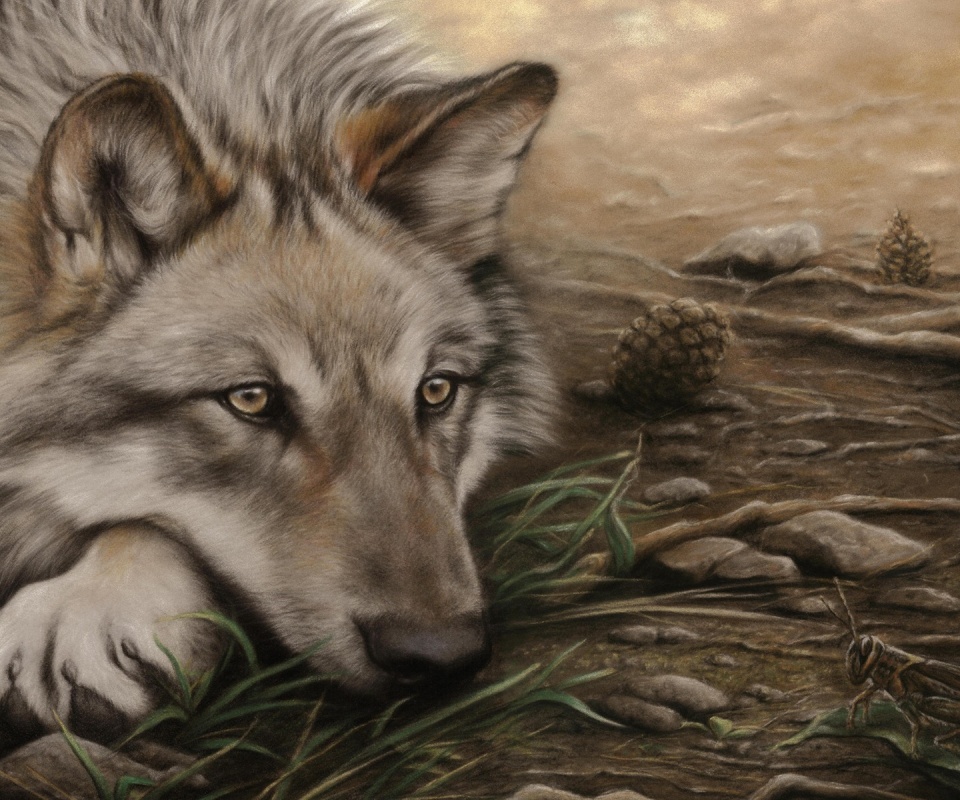 Волк отдыхает обои