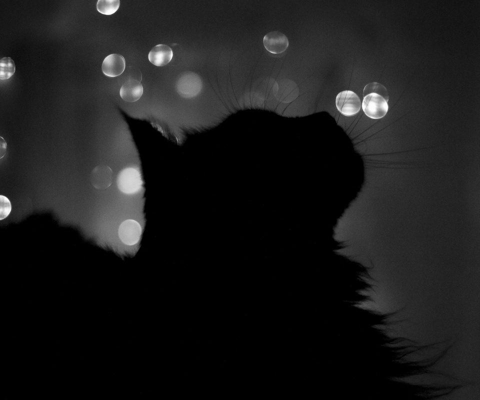 Силуэт черного кота обои