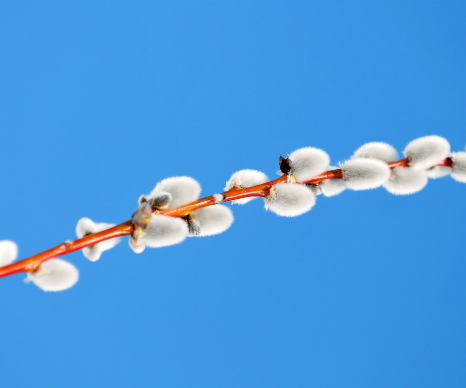 Пушистые почки обои