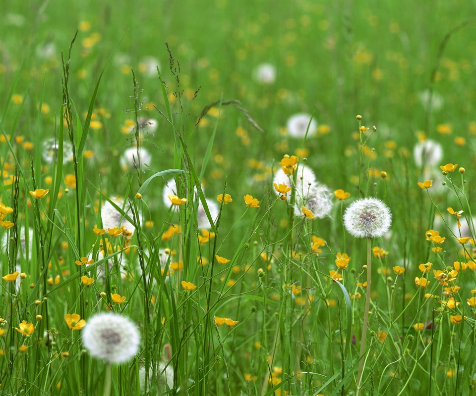 Поле одуванчиков обои