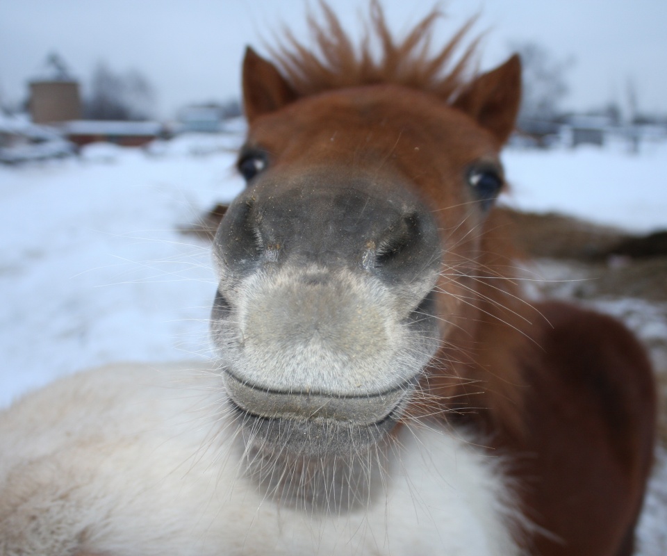 Морда пони обои