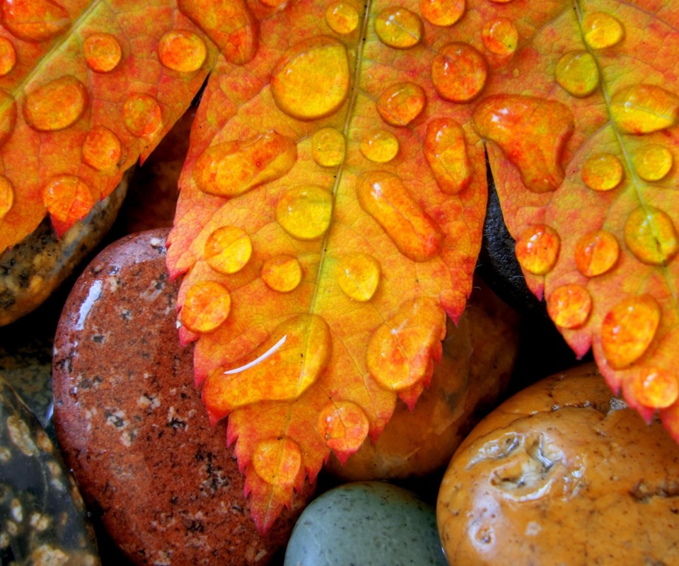 Мокрые листья на камнях обои