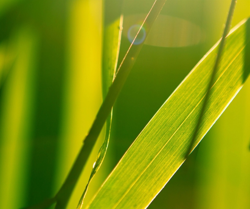 Яркая зелень обои