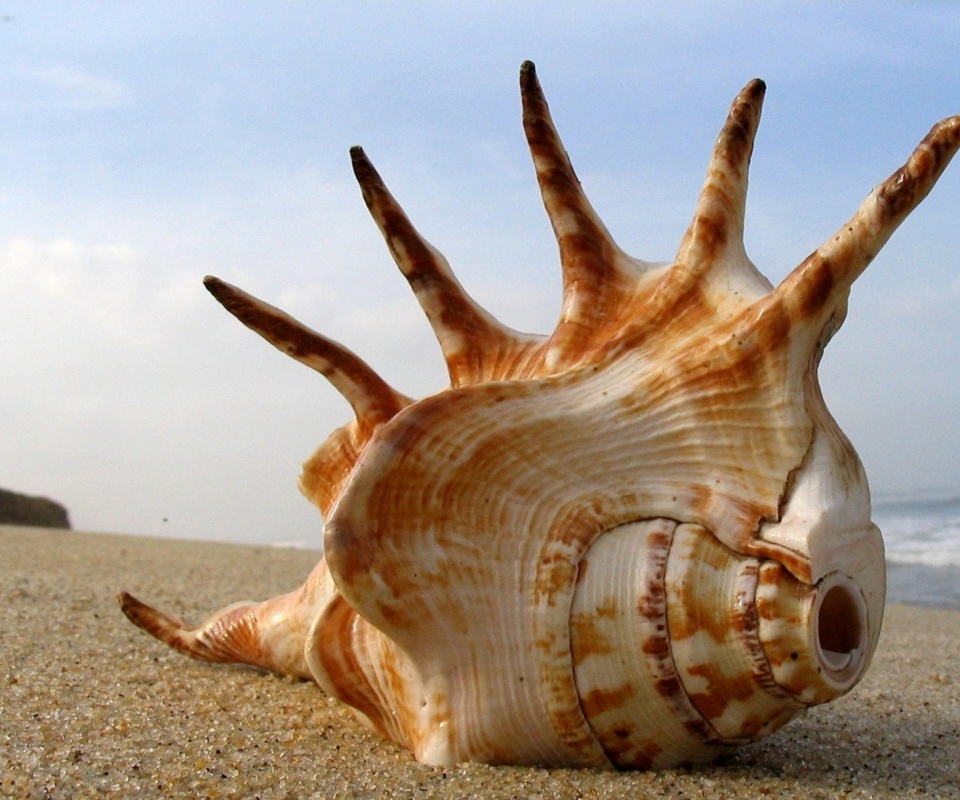 Раковина с гребнем обои