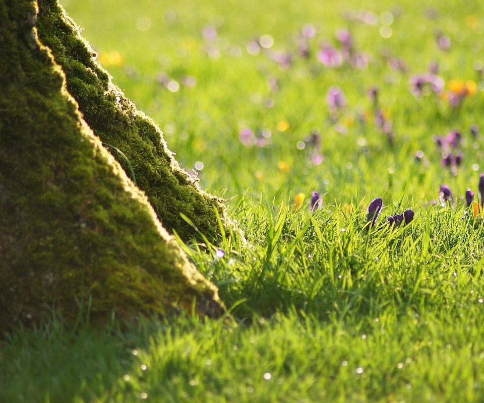 Дерево в траве обои