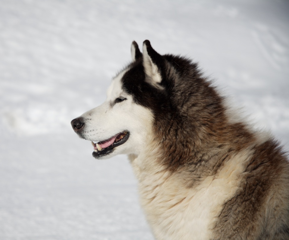 Хаска улыбается обои