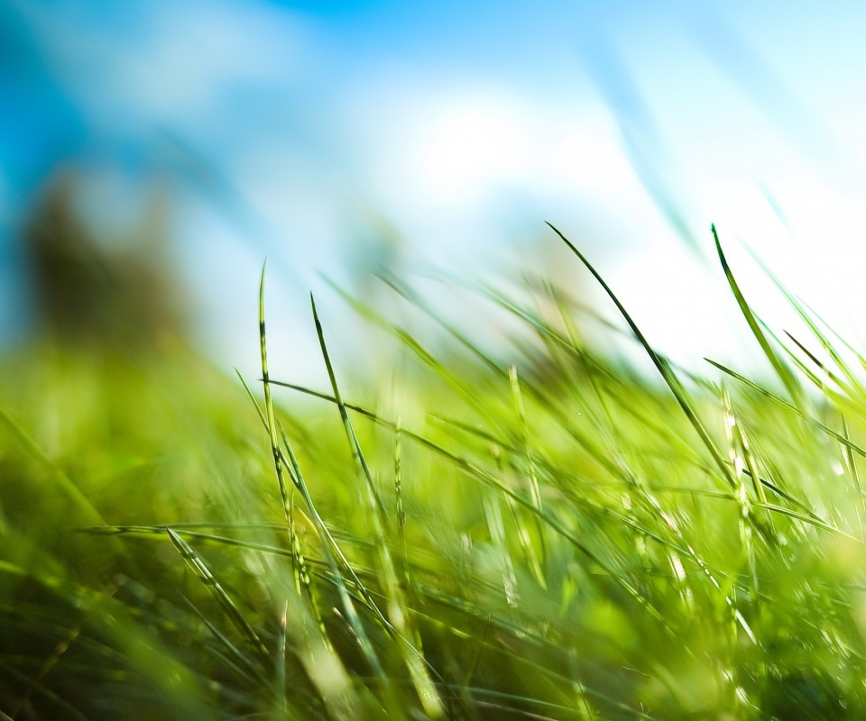 Размытые травинки обои