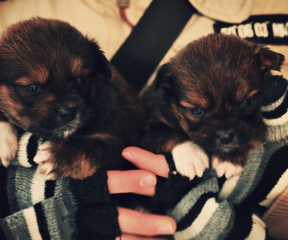 Два коричневых щенка обои