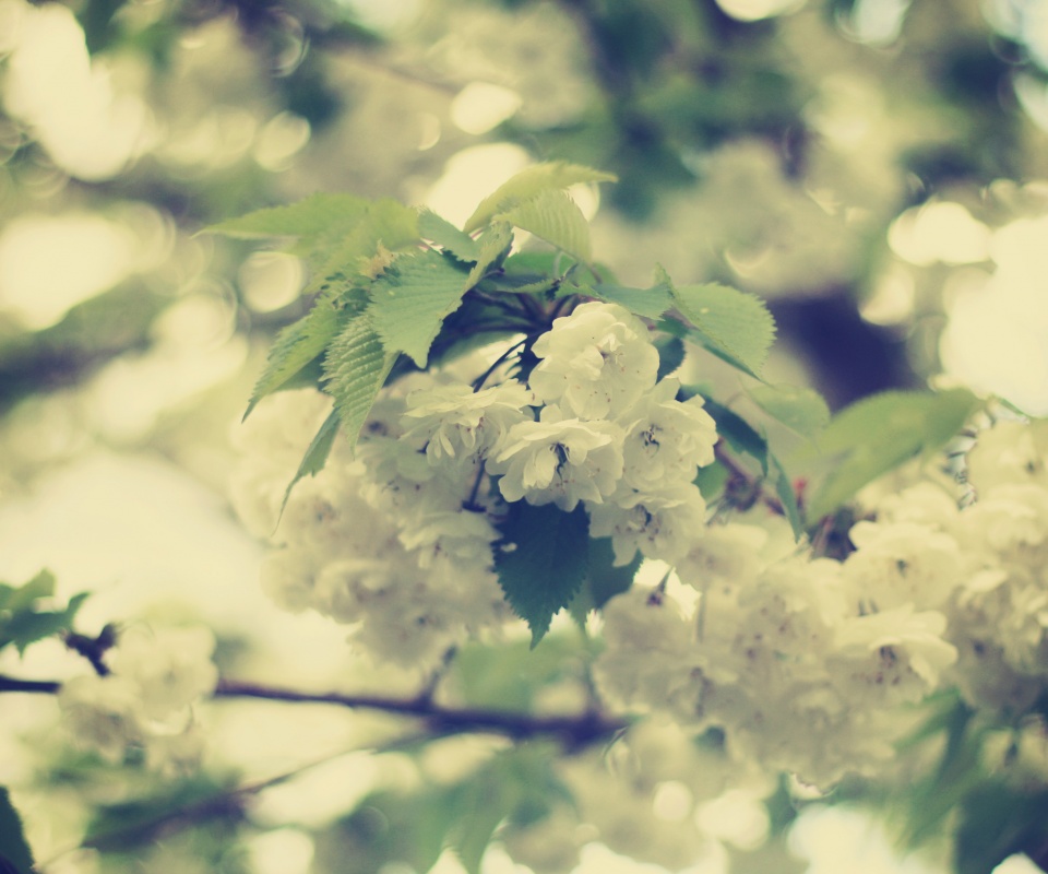 Цветущее дерево обои