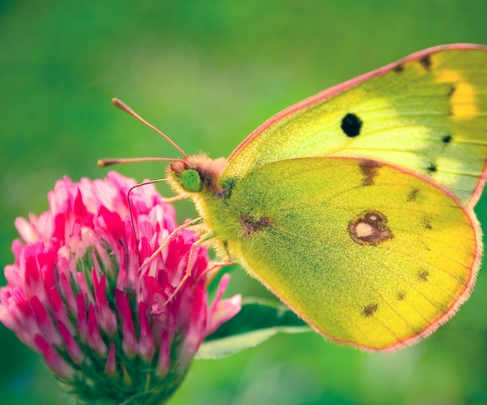 Бабочка на клевере обои